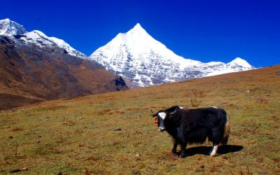 Bhutan Trekking